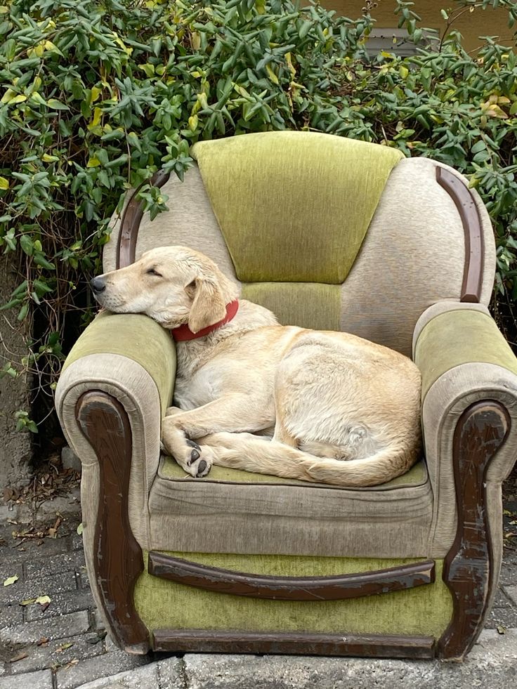 How to Leave a Puppy Alone Without Stress: A Practical Guide for New Dog Owners