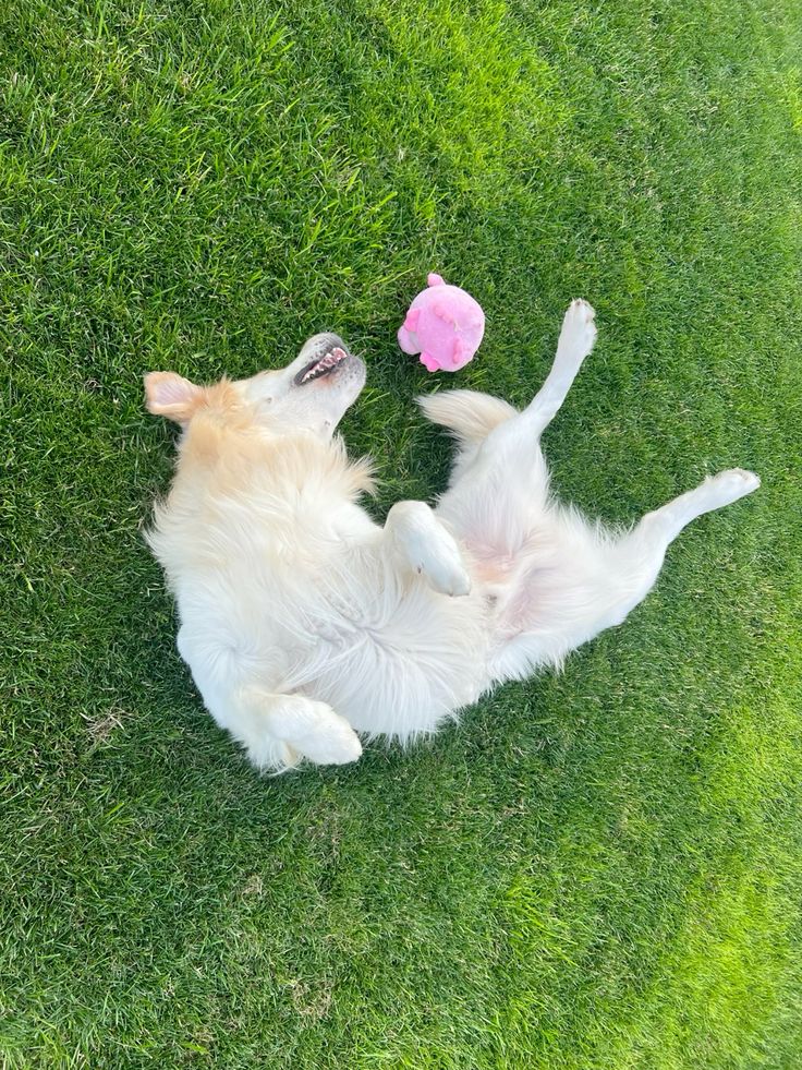 How to Create a Safe and Comfortable Indoor Space for Senior Dogs