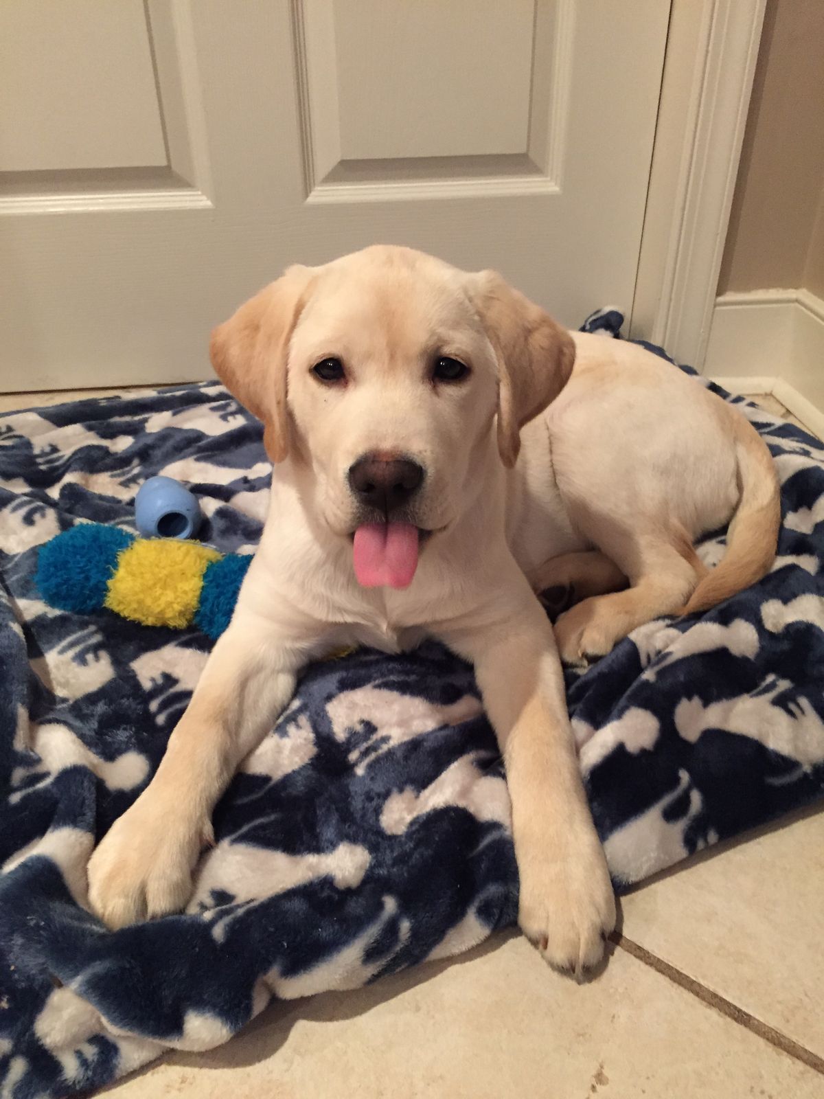 Puppy Jumping Out of a Playpen? 7 Effective Ways to Keep Your Puppy Safe