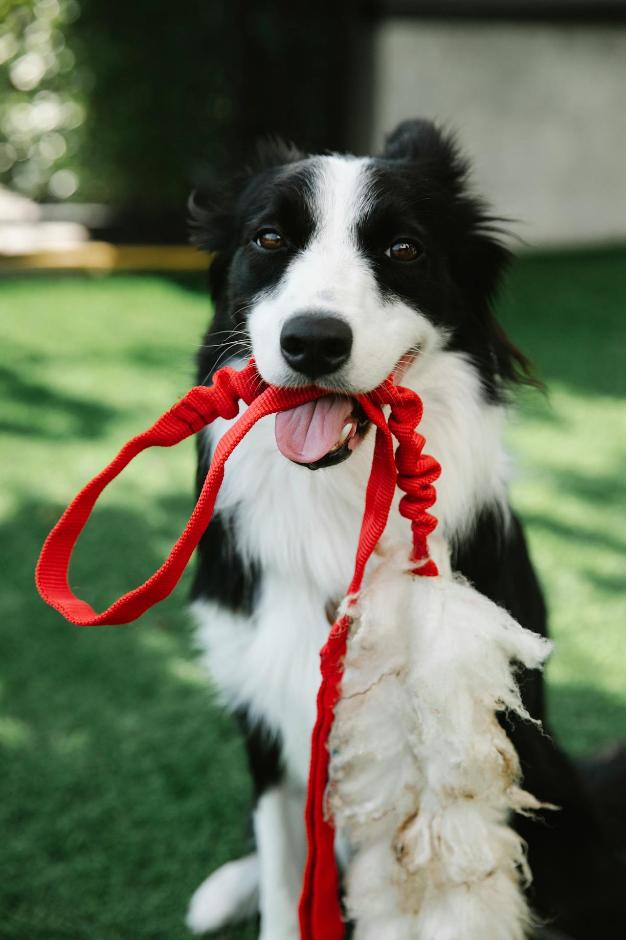 Dog Grooming 101: How to Keep Your Dog Looking and Feeling Great - Petorldog