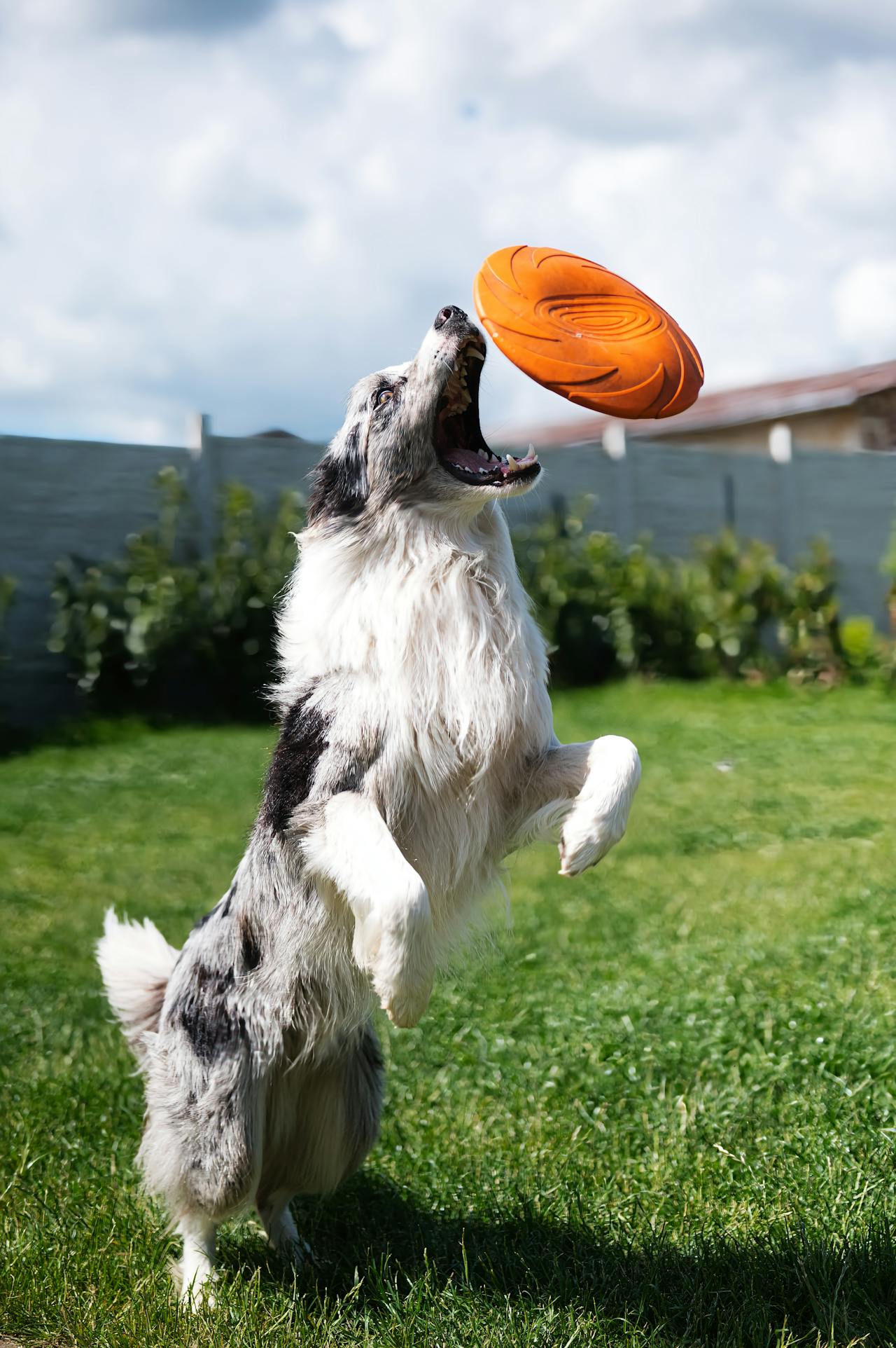 10 Essential Tips for Raising a Happy and Healthy Dog - Petorldog