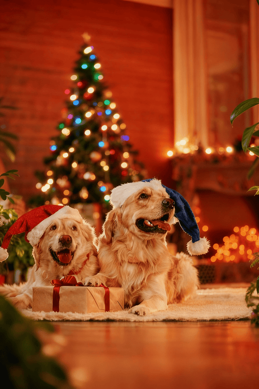 A Calm Christmas Eve for You and Your Pup: How Petorldog Playpen Brings “Peace” Back to the Holidays - Petorldog