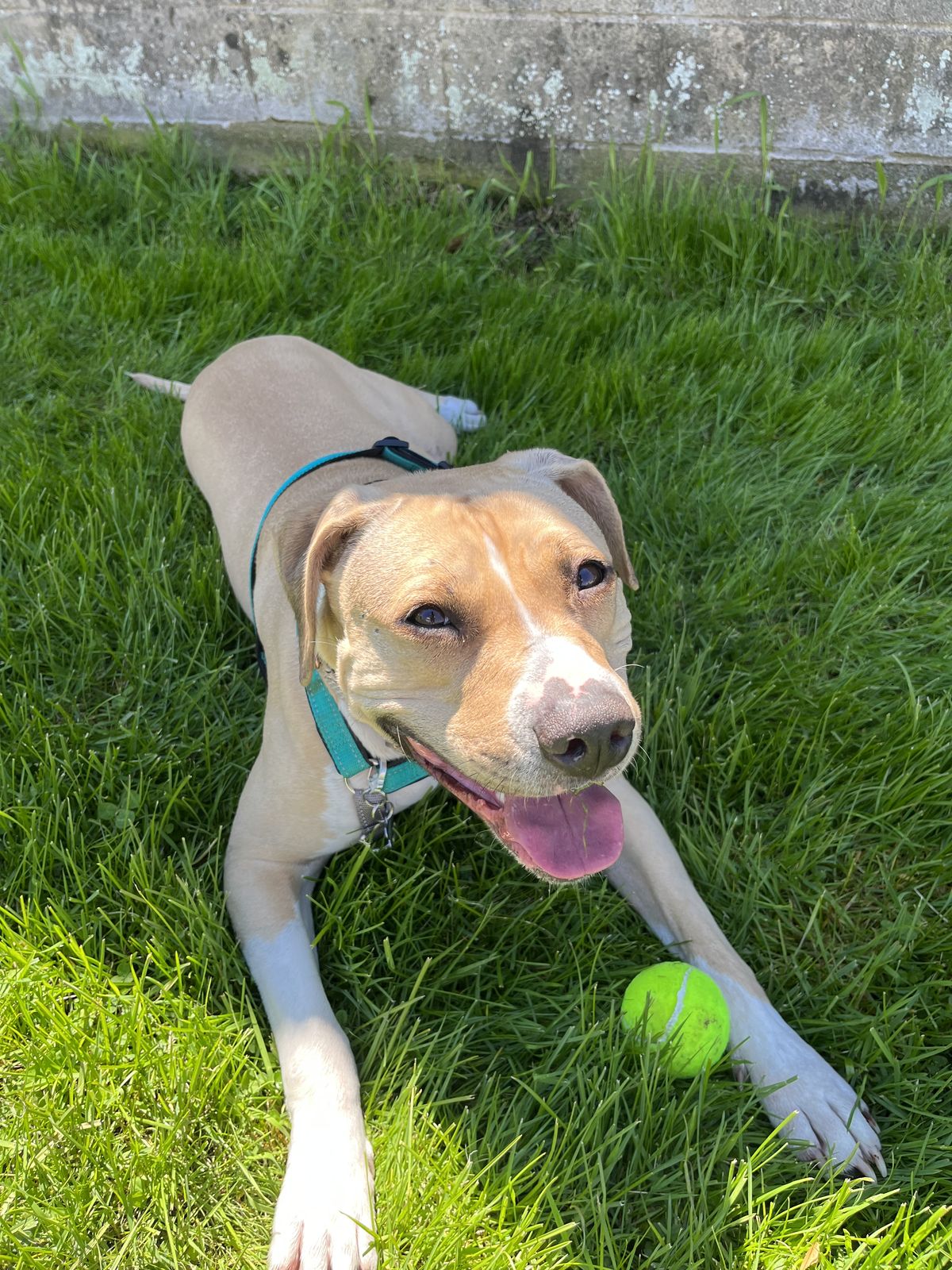 How Tall Should a Petorldog Puppy Playpen Be? Keeping Your Little Explorer Safe