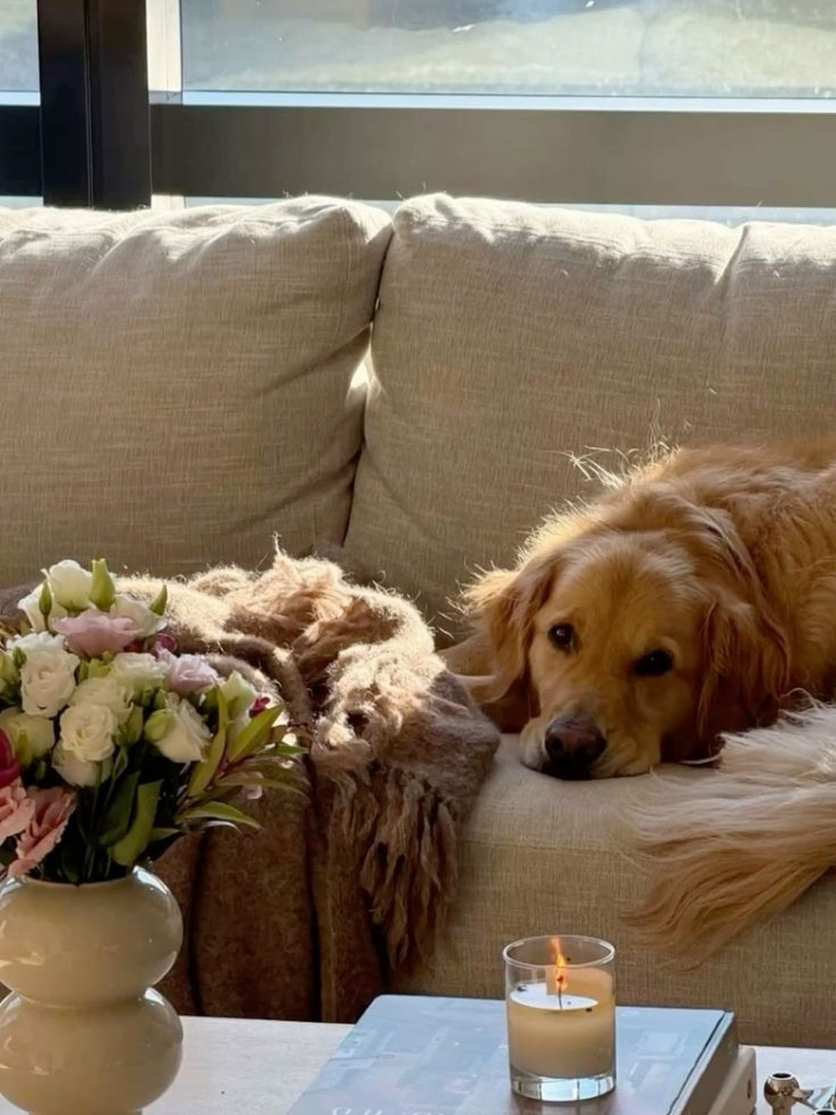 RVing With Dogs: How to Keep Your Dog Safe on the Road and at the Campsite