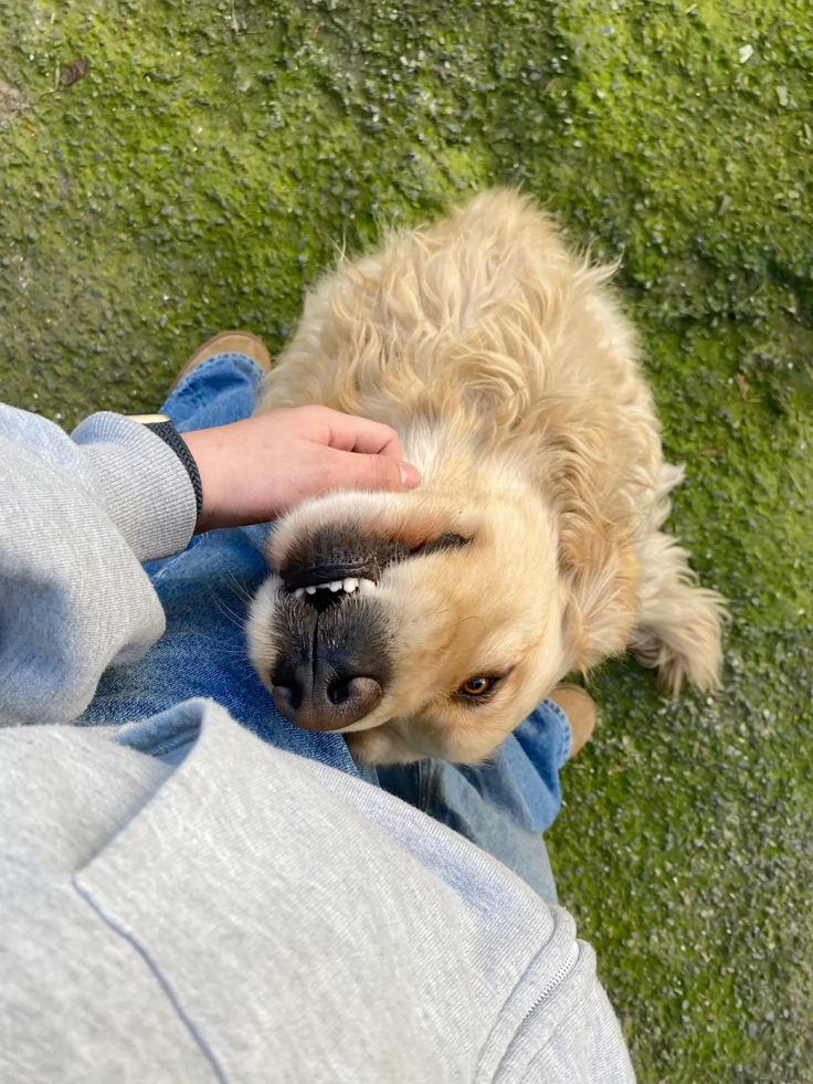 How to Use a Dog Playpen During Family Gatherings