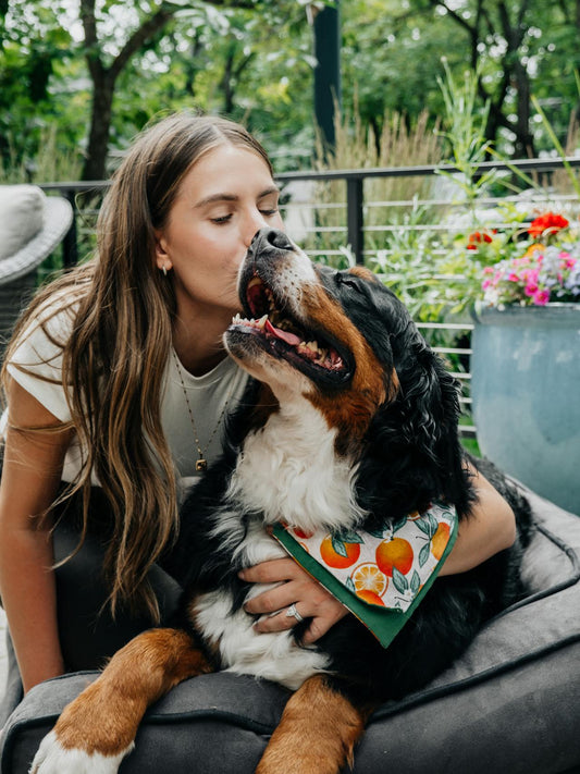 How to Prepare Your Home for a New Puppy: A Complete Checklist - Petorldog