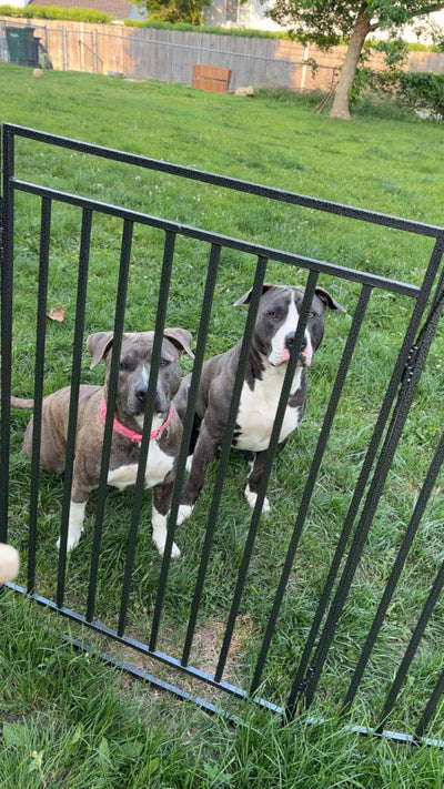 Travel Portable Fence