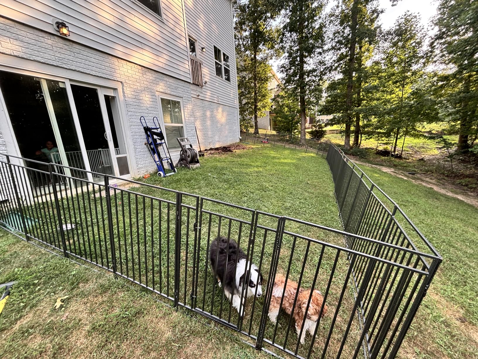 Pet- Friendly Fence for Yard