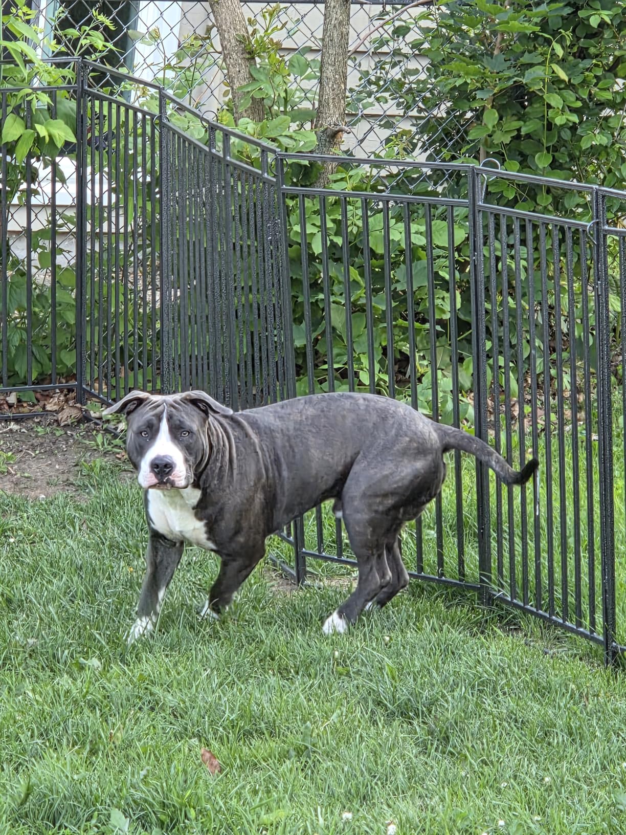 Instant Outdoor Dog Playpen