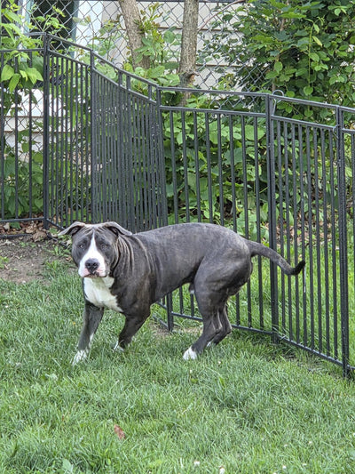 Instant Outdoor Dog Playpen