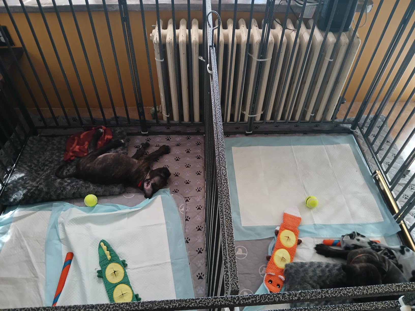 Easy-to-Install Pet Fence