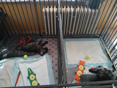Easy-to-Install Pet Fence